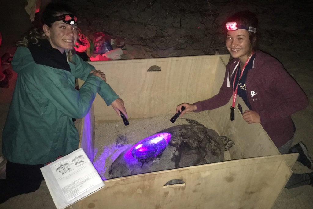 HPA students studying a hawksbill turtle