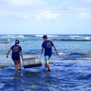 Signature programs at HPA, Sea Turtle Research Program