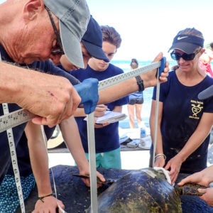 Signature programs at HPA, Sea Turtle Research Program