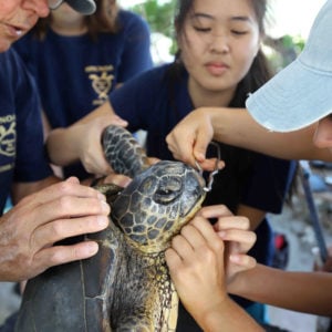 Signature programs at HPA, Sea Turtle Research Program
