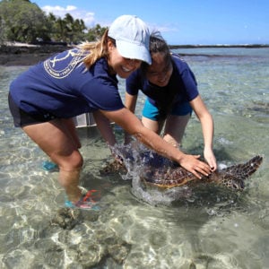 Signature programs at HPA, Sea Turtle Research Program