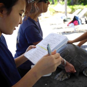 Signature programs at HPA, Sea Turtle Research Program