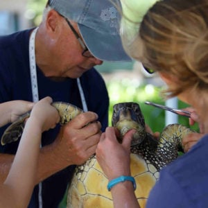 Signature programs at HPA, Sea Turtle Research Program