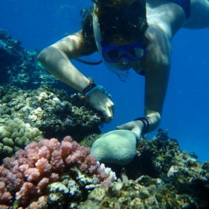 Signature programs at HPA, Sea Turtle Research Program