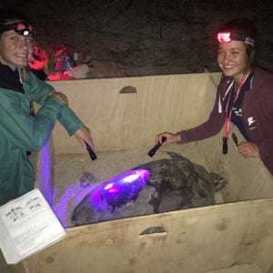 Signature programs at HPA, Sea Turtle Research Program