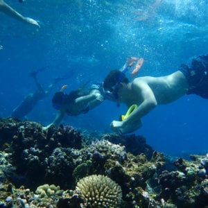 Signature programs at HPA, Sea Turtle Research Program