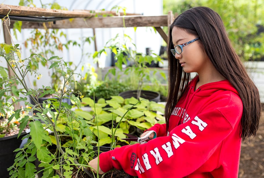 Projects & Capstones at HPA